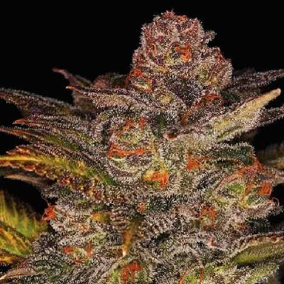 Expert Seeds Blueberry Glue AUTO semena neobsahují THC 5 ks