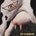 Aerosmith - Get A Grip CD