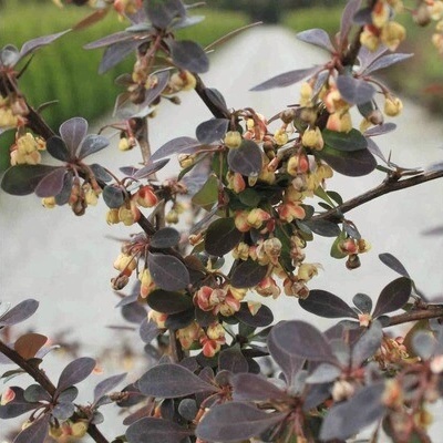 Dřišťál Thunbergův FloraSelf Berberis thunbergii 'Rose Glow' výška 30-40 cm květináč 4 l