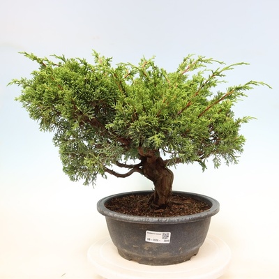 e-bonsai Venkovní bonsai - Juniperus chinensis Itoigawa-Jalovec čínský