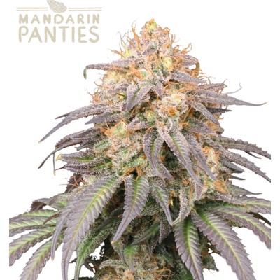 Seedstockers Superior Mandarin Panties Auto semienka neobsahujú THC 3 ks