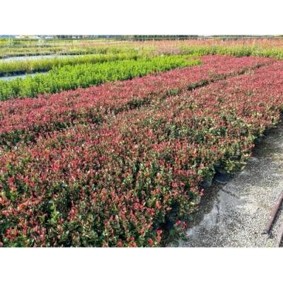 Červienka Fraserova (Photinia × fraseri) ´LITTLE RED ROBIN´ - výška 30-50 cm, kont. C3L