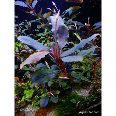 Bucephalandra sordidula Blue
