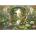Interdruk - Puzzle Garden flowers forest plants river - 500 piese