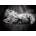 Clementoni - Puzzle Kitty - 1 000 piese