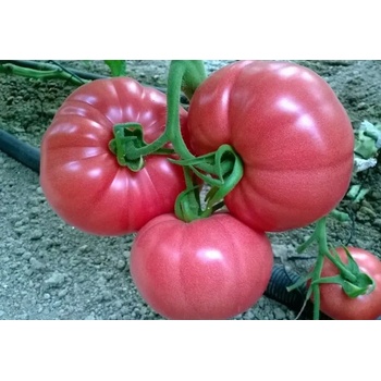 Image 1 of Домати Пинк Рок f1