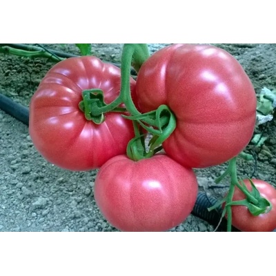Домати Пинк Рок f1