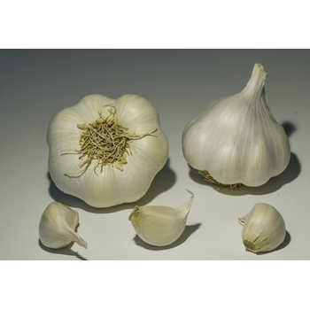 Maják Česnek sadbový Sabagold nepaličák bílý (50-60 mm) 4 palice