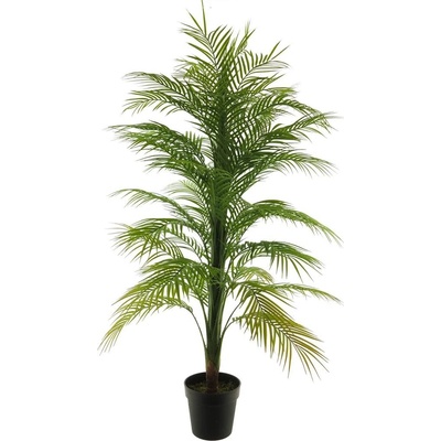 Palma 'Areca' v květináči V140 cm