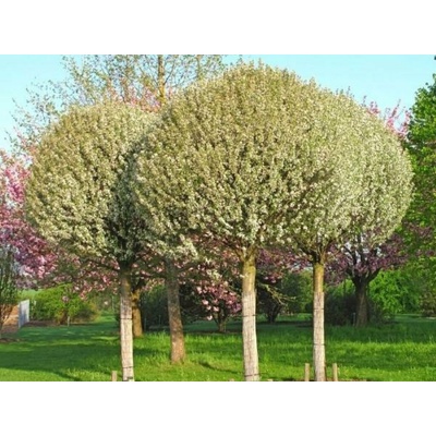 Višňa krovitá Umbraculifera na 200-220 cm kmienku , výška 240-280cm, kvetináč 25l