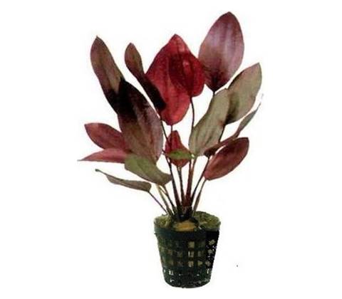 Echinodorus Red Flame