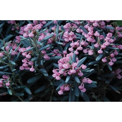 Andromeda polifolia 'Blue Ice 20-25 C2L