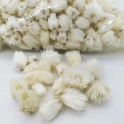 Capblumen - Kapská slaměnka 50 gramů - natural bílá