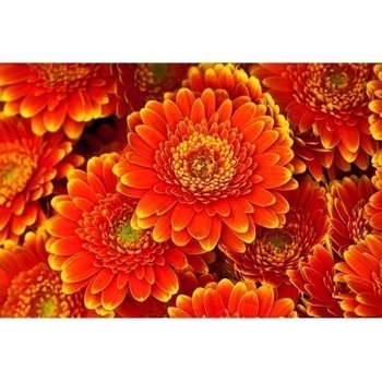 DIMEX ART Флизелинов фототапет гербери 375 x 250 см