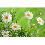 DIMEX ART Флизелинов фототапет малки бели цветя 375 x 250 см