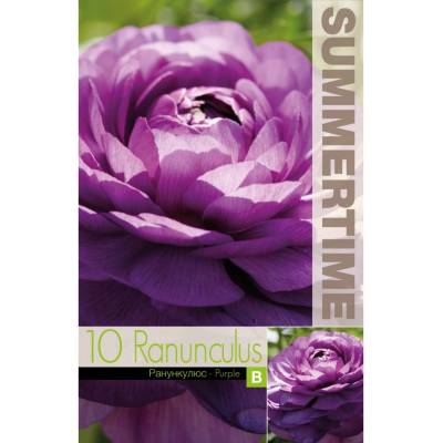 Seklos Лютиче лилаво Ranunculus purple - 10 бр луковици