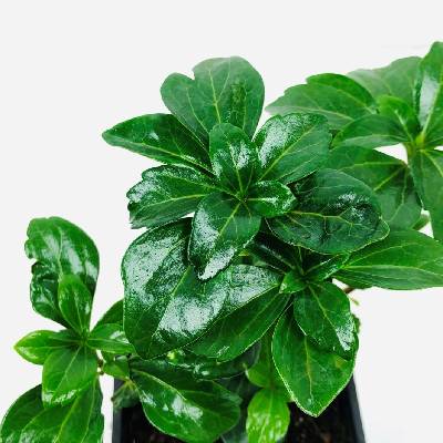 Pachysandra terminalis Prodejní velikost: 005/015, Velikost hrnku: 0,5 l Tlustonitník klasnatý