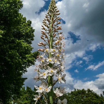 Liliochvostec úzkolistý Robustus Eremurus hlízy liliochvostce 1 ks