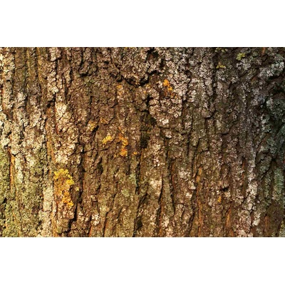 DIMEX ART Флизелинов фототапет кора на дърво с мъх 375 x 250 см