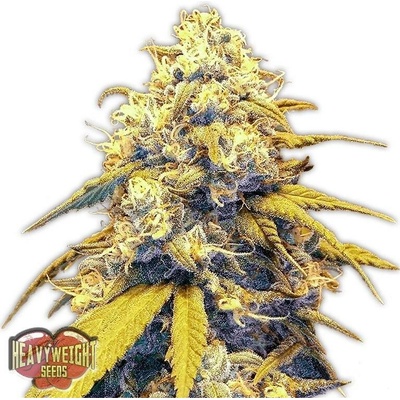 Heavyweight Seeds Strawberry Cake Auto semena neobsahují THC 3 ks