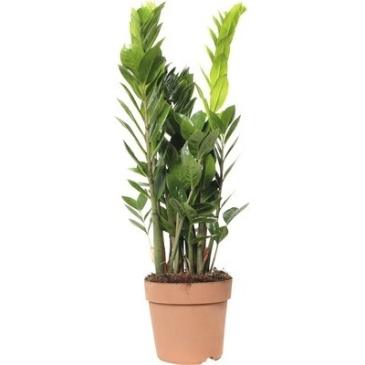 Kulkas zamiolistý FloraSelf Zamioculcas zamiifolia výška 60-70 cm kvetináč Ø 17 cm