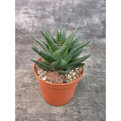 Haworthia zelená 8 cm (Sukulentní rostlina, která nesnese moc vody)