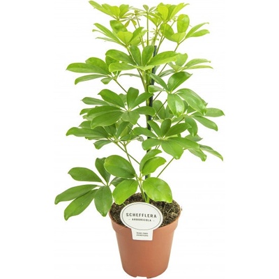 Šefflera květináč 13cm