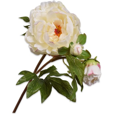 Pivoňka - Paeonia bílá V74 cm