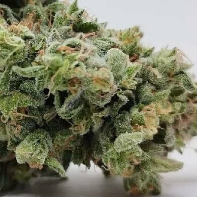 French Touch Seeds Senmbelek Cookie semena neobsahují THC 3 ks