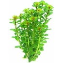 Akváriové rastliny Rotala indica