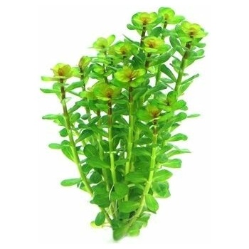 Rotala indica