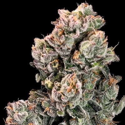 Atlas Seed Slurpicane Fast semienka neobsahujú THC 5 ks
