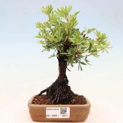 e-bonsai Venkovní bonsai-Mochna křovitá - potentila fruticosa