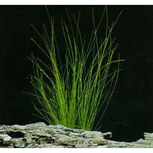 Eleocharis vivipara