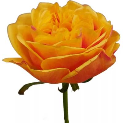 Růže HELIANA ORANGE+ 50cm (L)