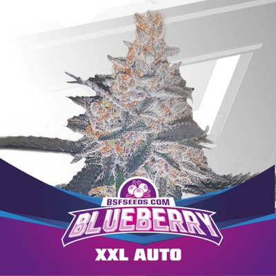 BSF Seeds Blueberry XXL AUTO semena neobsahují THC 2 ks