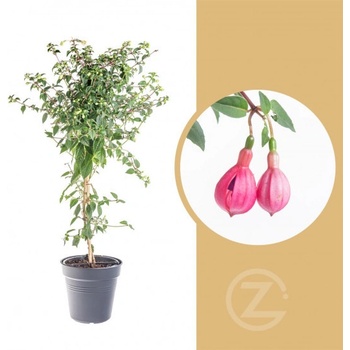 Fuchsie Na Kminku (fuchsií kmínku, abyste podpořili, Tato odrůda) Fuchsie Na Kminku