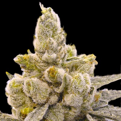 B-S-B Genetics Gorilla Glue #4 Auto semienka neobsahujú THC 10 ks