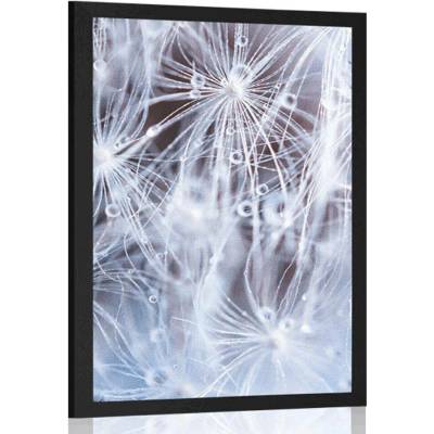 Plakát makro pampeliška - 30x45 white