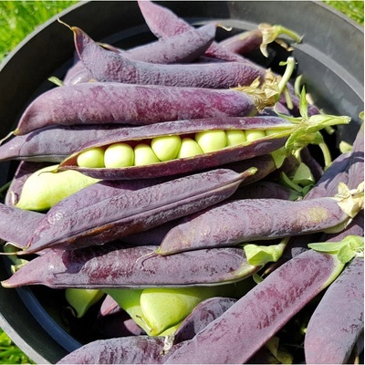Hrach dreňový Desiree - Pisum sativum - predaj semien hrachu - 40 ks