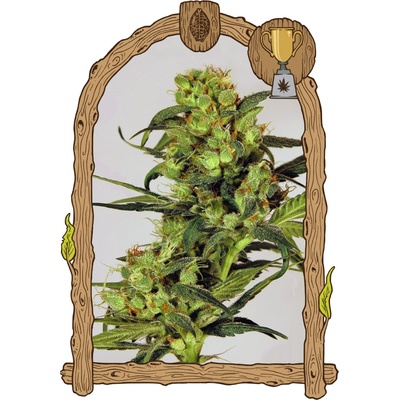 Exotic Seed Spicy Bitch semienka neobsahujú THC 3 ks