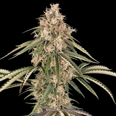 Sensi Seeds Garlic Gas semienka neobsahujú THC 10 ks