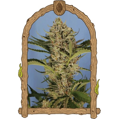 Exotic Seeds Herz OG AUTO semena neobsahují THC 3 ks