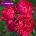 Meilland® Роза Red Eden - Meilland®
