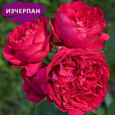 Meilland® Роза Red Eden - Meilland®