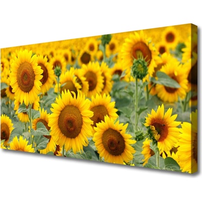 Obraz Canvas Slnečnica rastlina príroda 100x50 cm