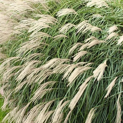 Miskant čínský – Miscanthus sinensis 'Silberfeder'