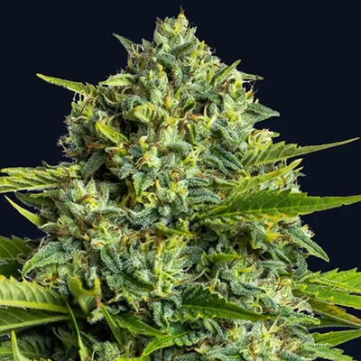 Anesia Seeds Sticky Boof semena neobsahují THC 10 ks