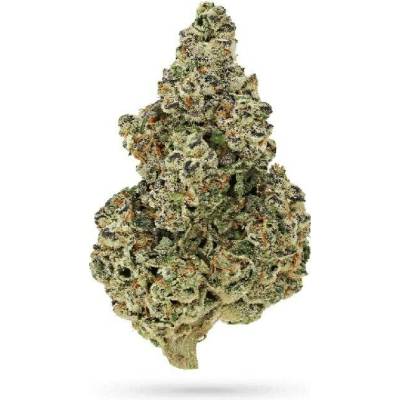 Growers Choice Crazy Roses Fast Version semena neobsahují THC 5 ks