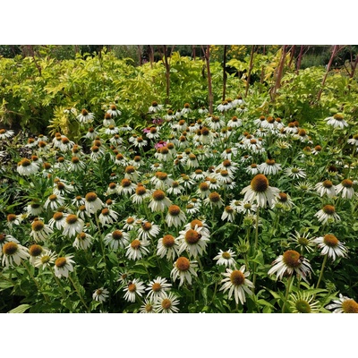 GREENBOSS FLOWER Echinacea pollynation White Průměr květináče: 9 až 12 cm